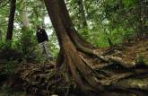 Árvore e outras plantas crescem sobre um enorme tronco caído de um Cedro Vermelho, em mata de Tofino, na costa oeste de Vancouver Island, litoral da British Columbia, oeste do Canadá